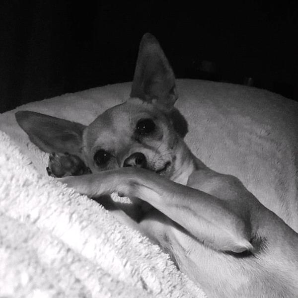 /Images/uploads/Humane Society of Utah/HSUCalendar/entries/1531thumb.jpg